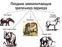 Поздние млекопитающие третичного периода