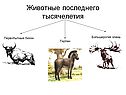 Животные последнего тысячелетия