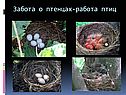 Забота о птенцах-работа птиц