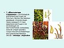 Многолетние странники
