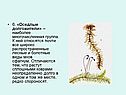 Оседлые долгожители