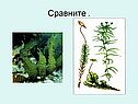 Сравните