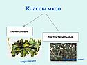 Классы мхов