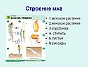 Строение мха