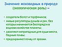 Значение моховидных в природе