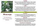 Монстера