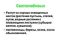 Растения пустынь