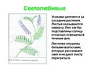 Усиками цепляется за соседние растения
