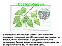 В березовом лесу всегда светло