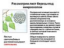 Лист березы