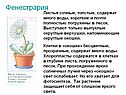 Фенестрария