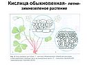 Кислица обыкновенная