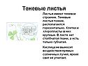 Теневые листья
