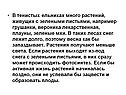 Грушанки