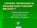 Почему первоцветы расцветают ранней весной 