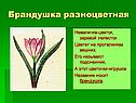 Брандушка разноцветная