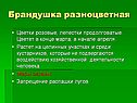 Брандушка разноцветная
