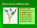 Пролеска сибирская