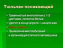 Тюльпан поникающий