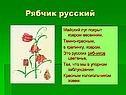 Рябчик русский