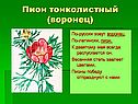 Пион тонколистный (воронец)