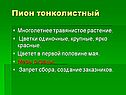 Пион тонколистный