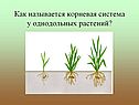 Как называется корневая система у однодольных растений