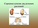 Строение семени двудольных растений