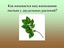 Как называется вид жилкования листьев у двудольных растений