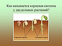 Как называется корневая система у двудольных растений