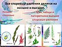 Все споровые растения делятся на низшие и высшие
