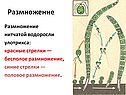 Размножение
