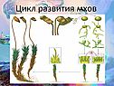 Цикл развития мхов