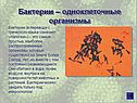 Одноклеточные организмы