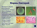 Формы бактерий