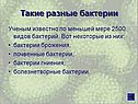 Такие разные бактерии
