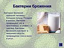 Бактерии брожения