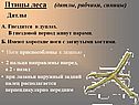 Птицы леса