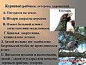 Серая куропатка
