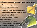 Водоплавающие птицы