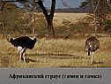 Африканский страус