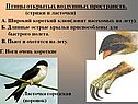 Птицы открытых воздушных пространств