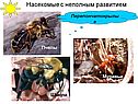 Насекомые с неполным развитием