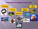 Разнообразие внешнего вида рыб