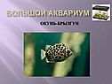 Большой аквариум