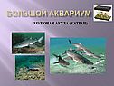 Колючая акула