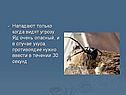 Нападают только когда видят угрозу