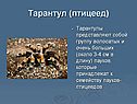 Тарантул (птицеед)