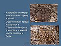 Обычно пауки крабы находятся в Северной Америке