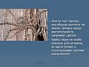Крабы пауки не особо опасные для человека